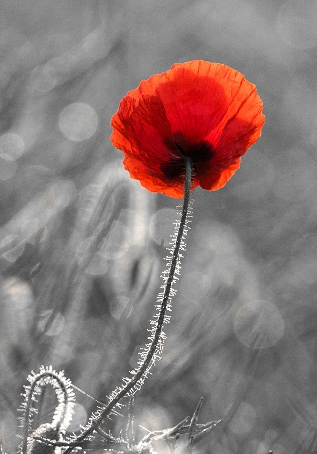 actualités colibri conteur