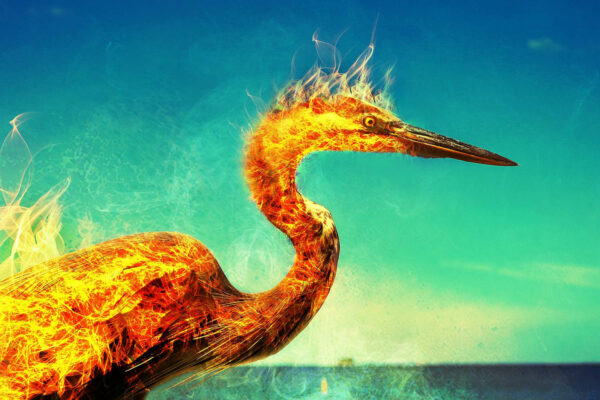 Phénix Colibri Conteur